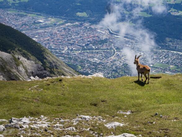 Steinbock über Innsbruck