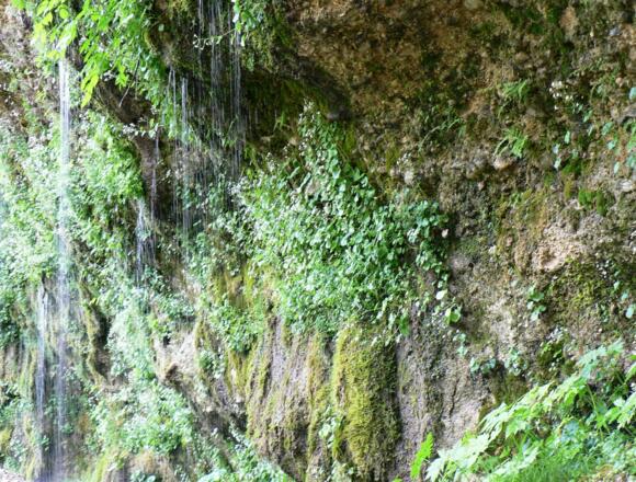 Eine der größten und schönsten Kalktuffquellen Österreichs: die Rinnende Mauer