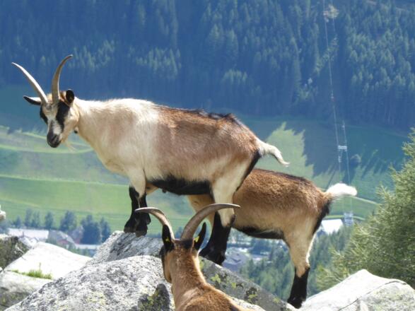 Ziegen am Golser Albl -  Capre sulla malga Golser Albl