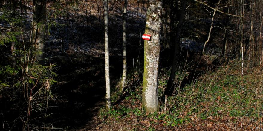 Wir verlassen bei einem kleinen Wegweiser den breiten Weg und schlüpfen in den Wald.