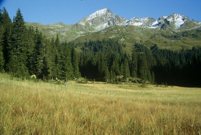 Wildried mit Lobspitze