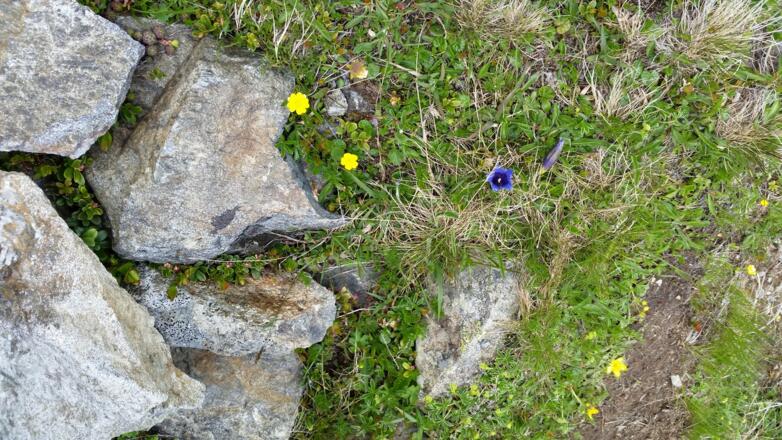 Die Blumen im hochalpinen Gelände sind immer eine Augenweite