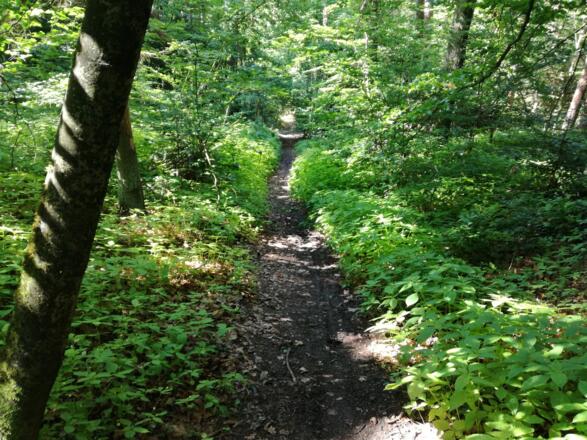 Steiler Abstieg durch den Wald