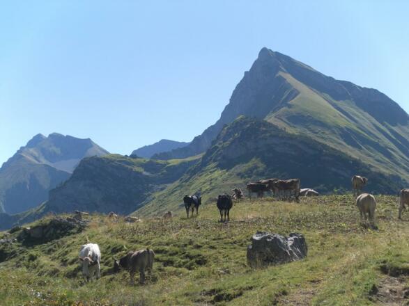 Kühe weiden auf dem Schadonapass