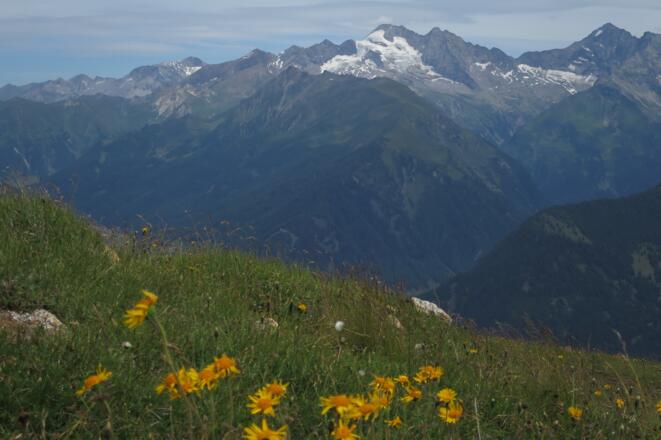 Zum Abschluss nochmals der Arnika mit dem Olperer im Hintergrund.