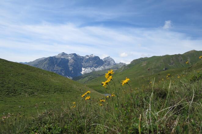 Der Obernberger Tribulaun und die Schwarze Wand, in der Mitte ein kleiner Teil vom Lichtsee, im Vordergrund blüht der Arnika.