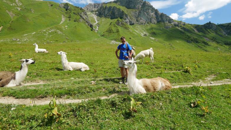 Lamas an der Oberen Traualpe
