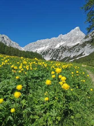 Trollblumen am Issanger