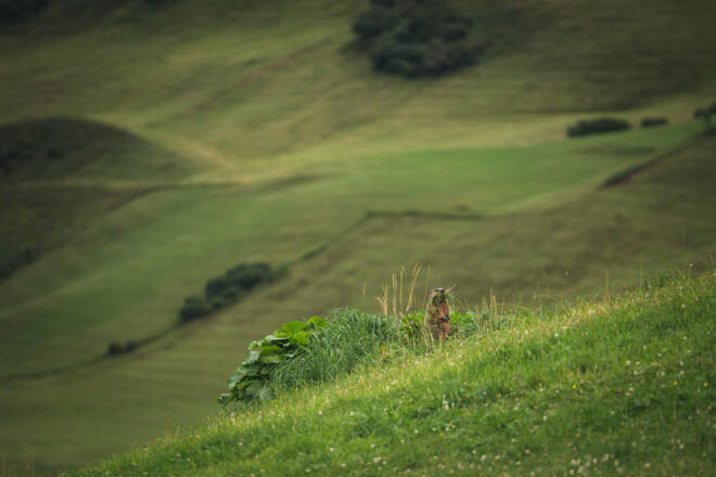 Murmeltier (c) Thomas Stanglechner