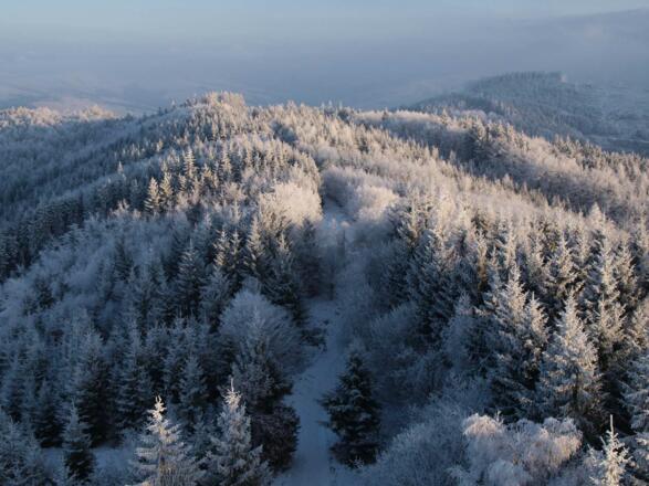 Blick von der Dambergwarte auf den östlichen Dambergrücken