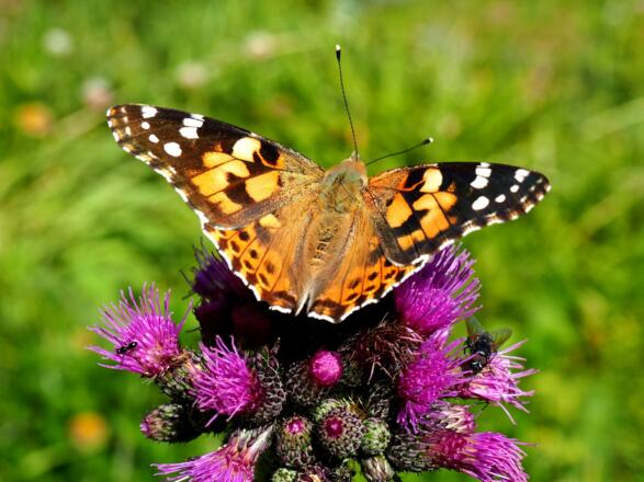 Distelfalter um 1500m