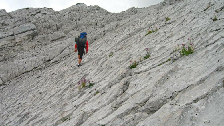 Vom Zehner zum Elfer müssen auch steilere Platten überwunden werden, kleiner Felsritzen wurden von artenreicher Botanik in Beschlag genommen (hier blüht gerade der alpine Schnittlauch)