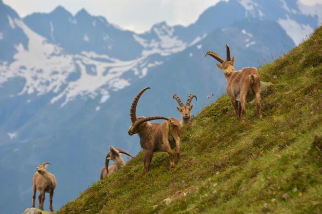 Steinwild am Aufstiegsweg nach Gahwinden