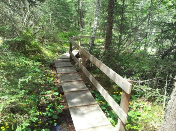 Kleine Stege beim Saumoos