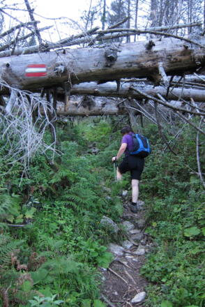 Mitgerissen von der Lawine bilden die Baumstämme einen Tunnel