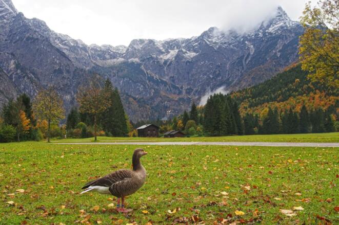 Vorsicht auf die Graugänse der Konrad Lorenz Forschungsstelle, die sich am Parkplatzgelände tummeln!