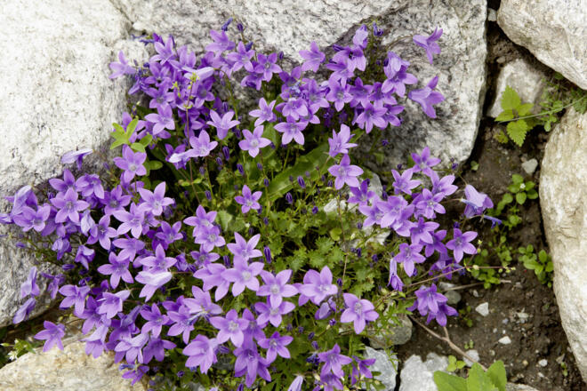 500 verschiedene Pflanzenarten