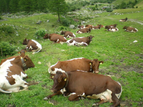 Rinderherde der Wollbachalm