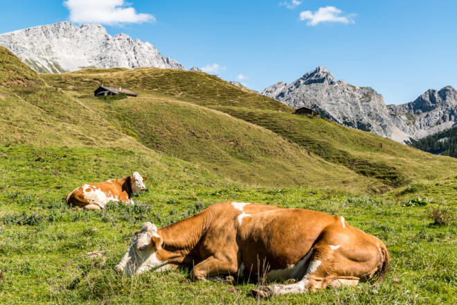 Kühe auf der Kallbrunnalm