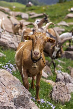 Wanderung Spielbergalmen