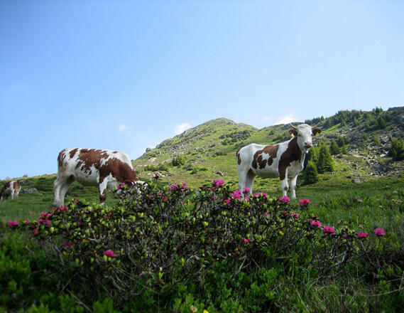 Aufstieg zum Gaisstein