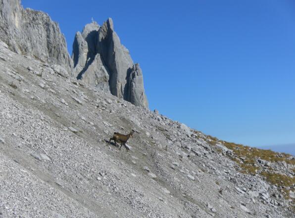 gefährlicher Bewohner (Steinschlag!)