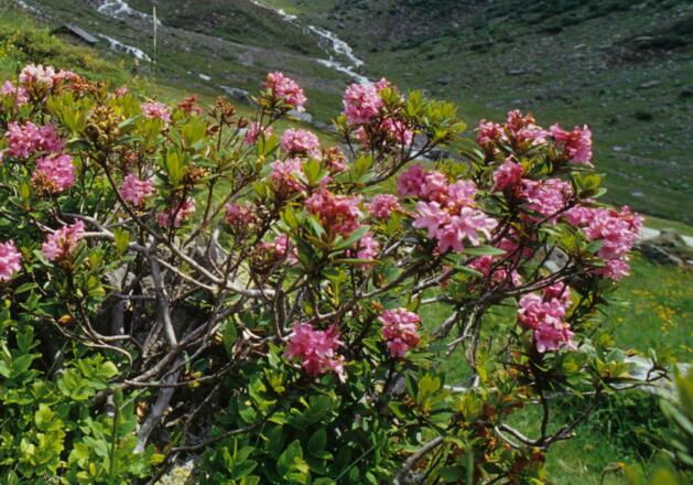 Im Juni und Juli blühen die Almrosen. Die herbstliche Alpenflora hingegen zeigt sich von einer ganz anderen Seite.