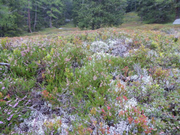 Prächtige Vegetation im Wald