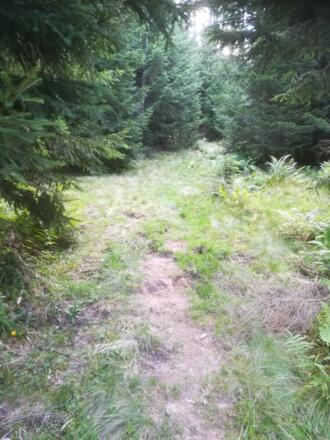 Alpiner Steig Richtung Arzbergalm