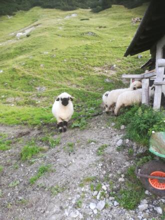 Schwarznasenschafe auf der Sulzkaralm