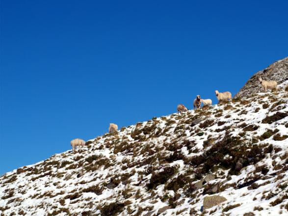 Schafe im Augustschnee