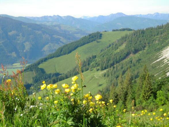 Blick vom Arlingsattel Richtung Steiermark
