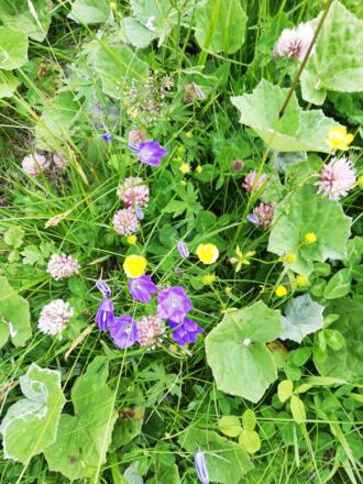 in seiner farbenfrohen Vielfalt.