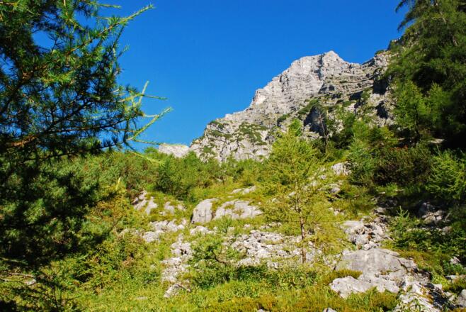 Immer wieder gibt der lichte Lärchenwald Durchblicke auf den Hochplanberg frei