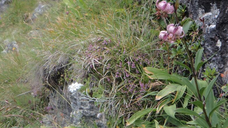 Zwei geschützte Blumen nebeneinander. Das Edelweiß und der Türkenbund.