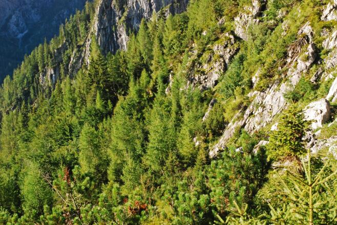 Am Fuße eines Felsriegels in der unteren Nickeralm …