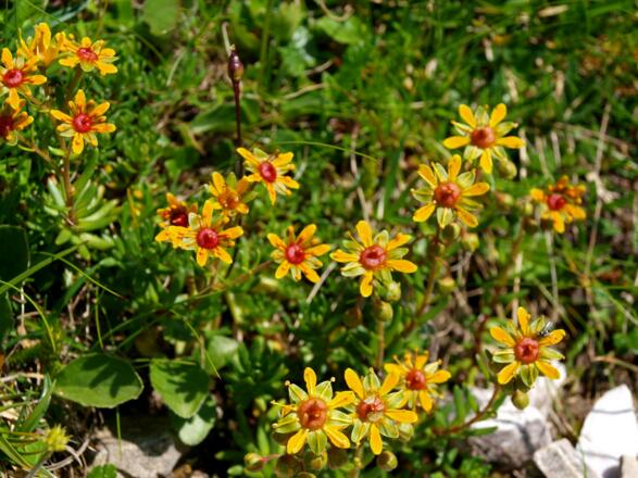 Moos-Steinbrech auf 2300m