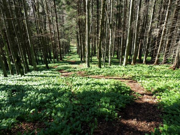 Unmarkierter Abstieg südseitig zum Pfaffenboden