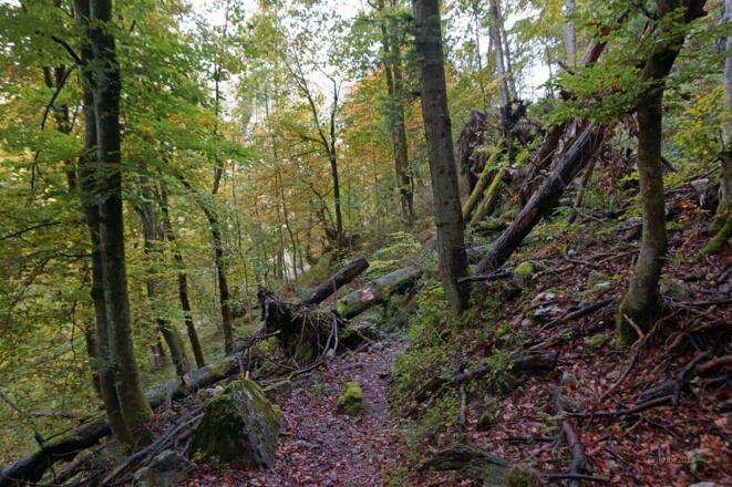 Sturmschäden am Weg