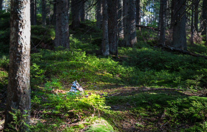 Reinigungsplatz im Hachauer Wald (Kraftplatz 16)