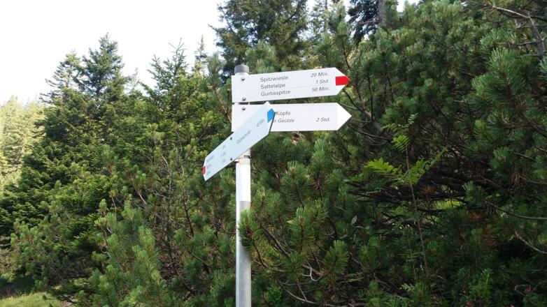 Ww Abzweigung in den Latschen zur Gurtisspitze hinauf.