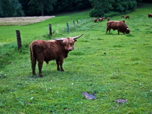 Grafenau, Gem. Niederkappel