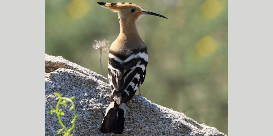 Wiedehopf - Vielleicht bekommt man bei dieser Tour einen zu Gesicht.