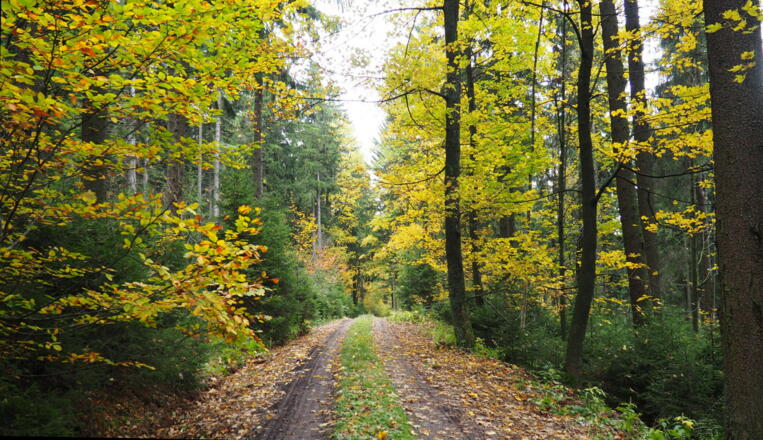 Forststraße ca. 960m