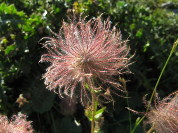 Blumenpracht im August
