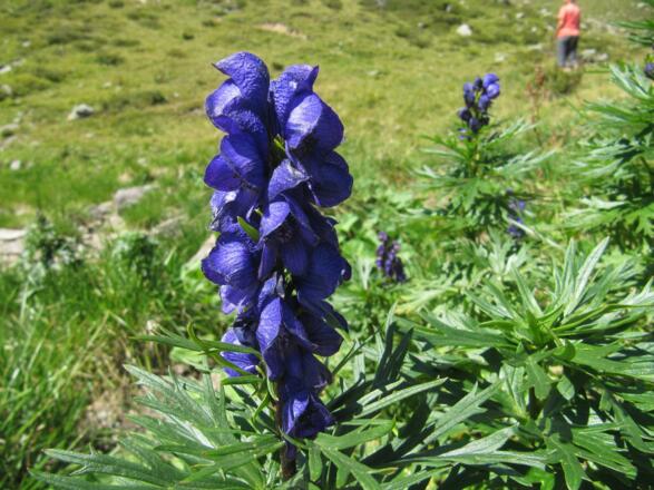 Blauer Eisenhut am Blauen See