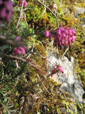 Blumenpracht auf der Hausbergrunde
