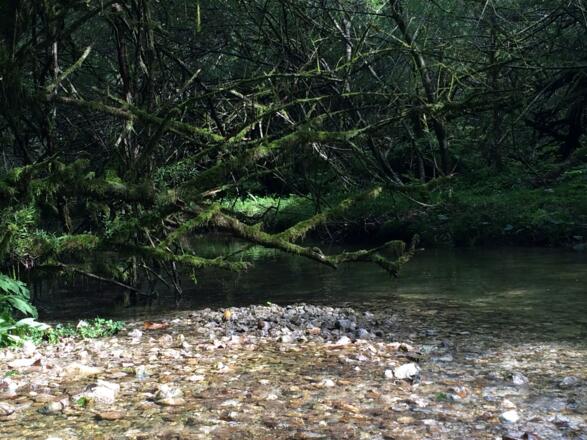 wildes Wasser im Bluntautal