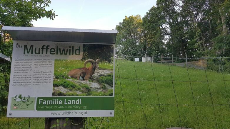 Muffelwild am Predigtstuhl, der Predigtstuhl ist leider nicht mehr zugänglich, dafür ist eine Herde Mufflons zu sehen, wenn sie nicht gerade schlafen!