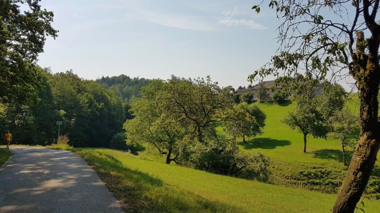 Mühlviertler Hügellandschaft, gleich ist der Steyregger Wald erreicht